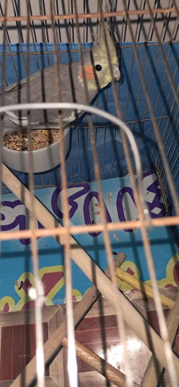 عروس هلندی|پرنده|قزوین, |دیوار