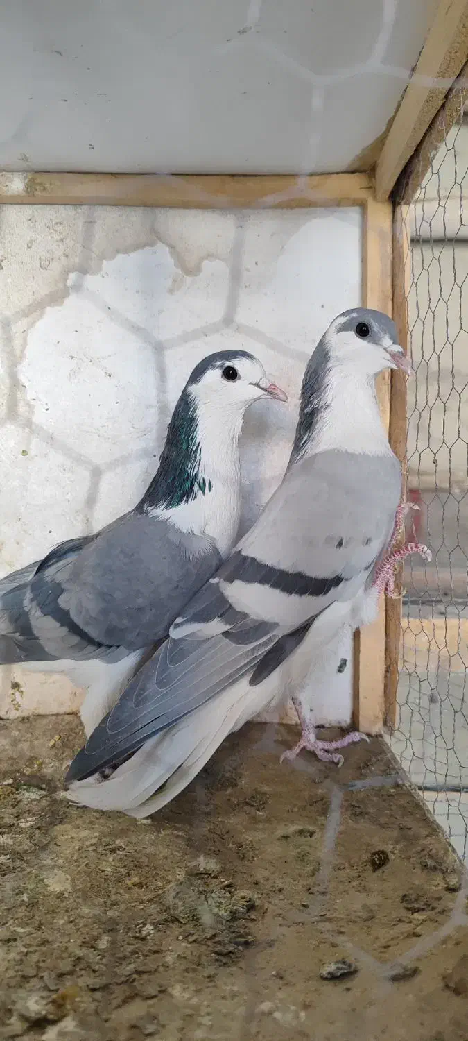 دمگیر|پرنده|خمینی‌شهر, |دیوار