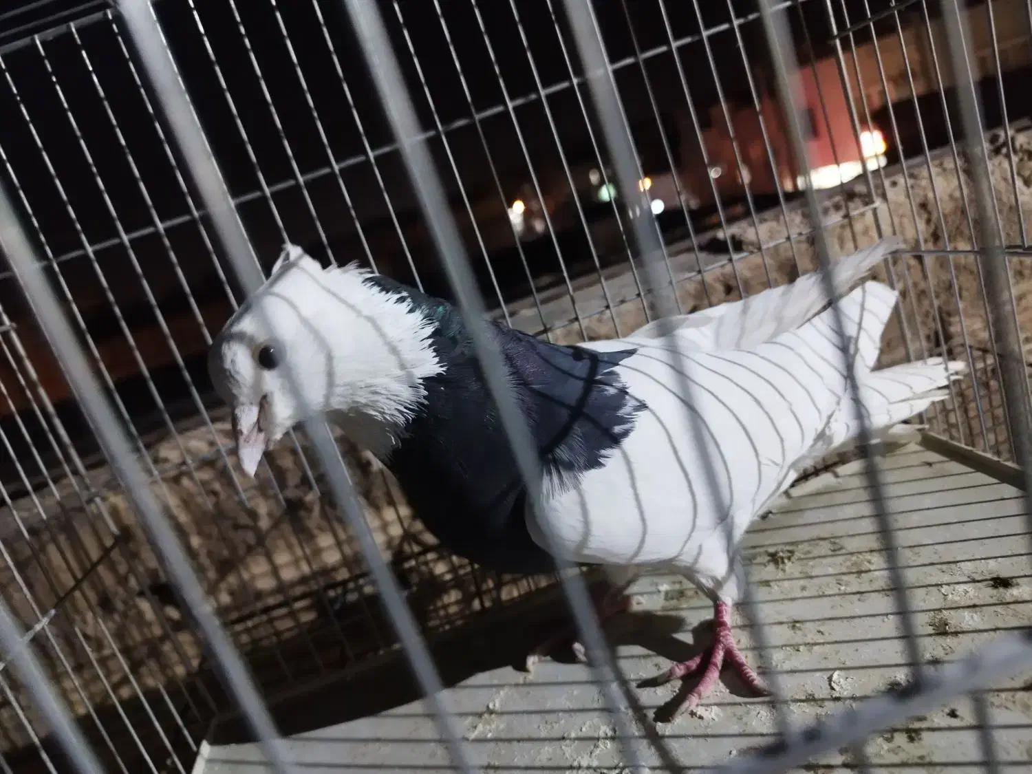 کبوتر|پرنده|قم, ولیعصر|دیوار