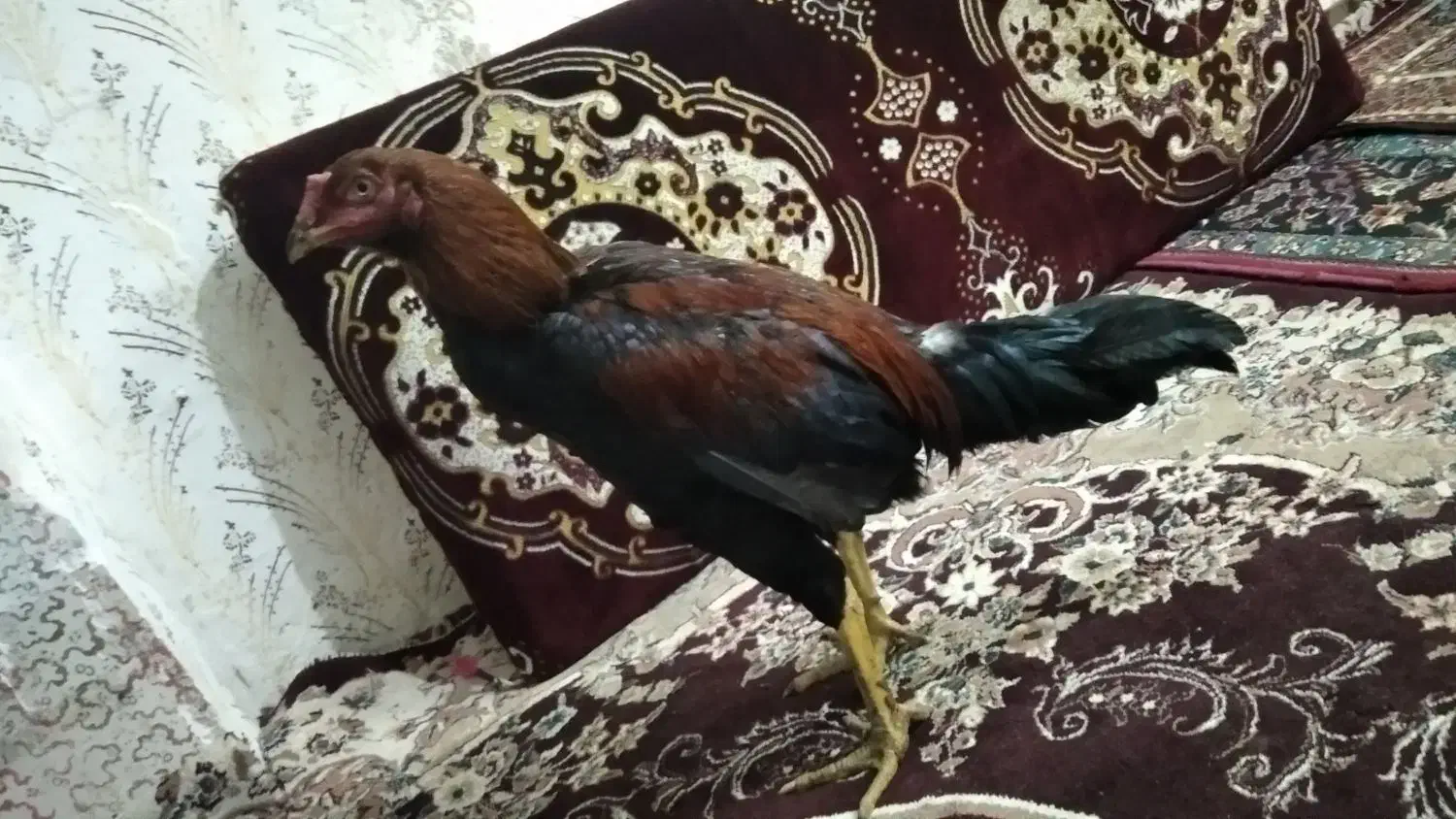 خروس|حیوانات مزرعه|سیاهکل, |دیوار