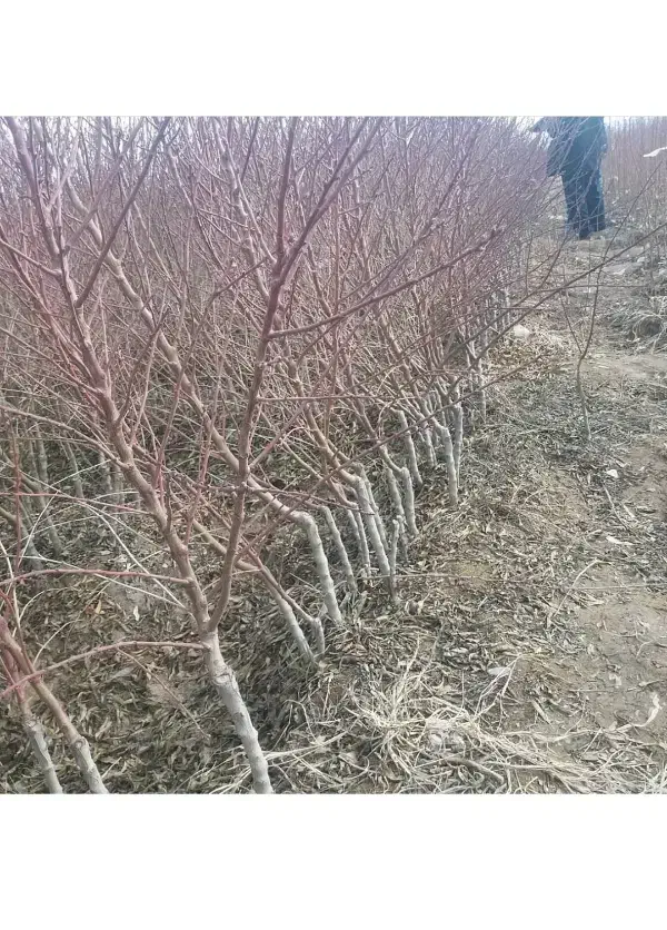 نهالستان بادام و صنوبر و گردو|خدمات باغبانی و درختکاری|تاکستان, |دیوار