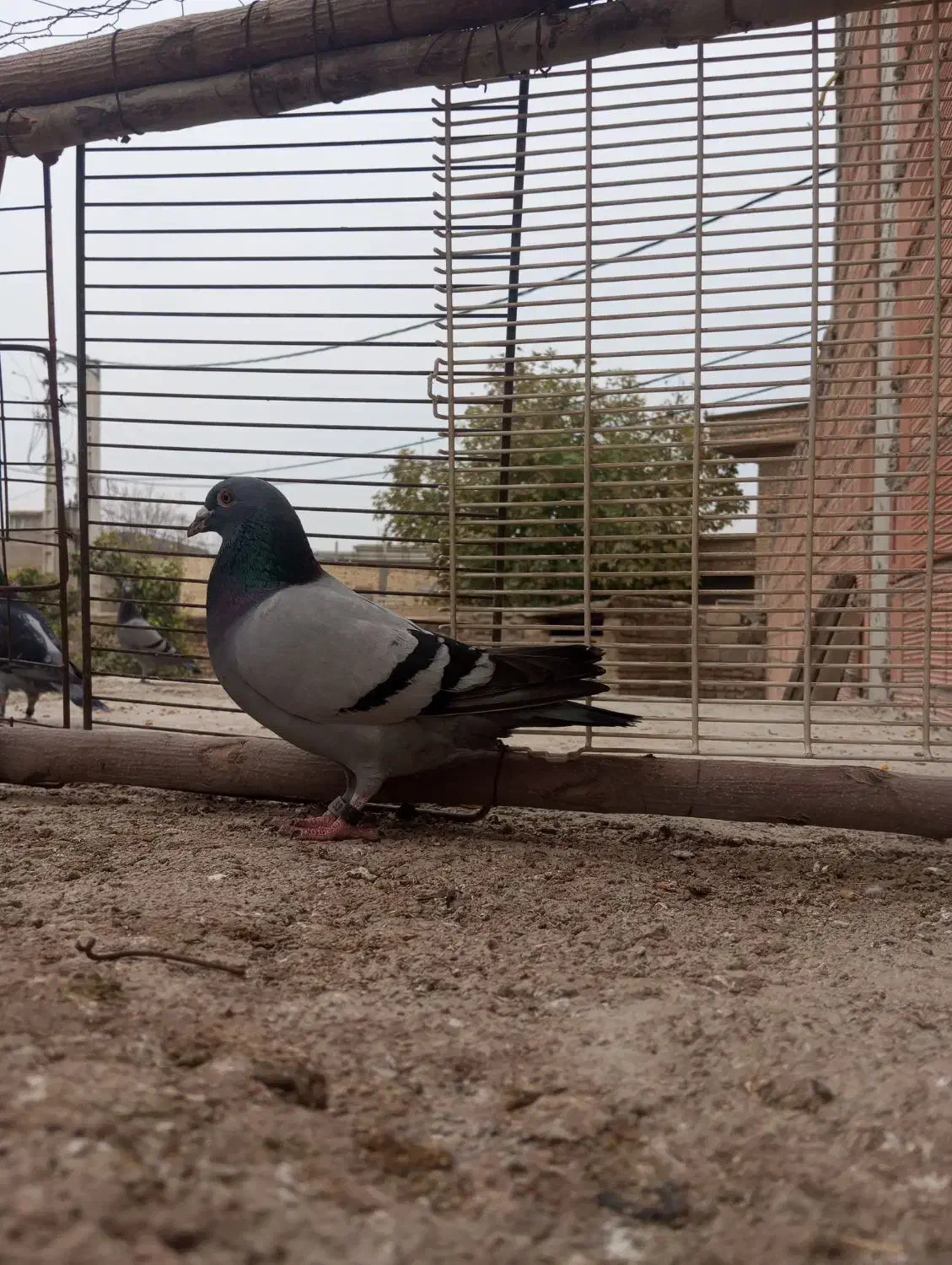 کبوتر مسافتی و سوسکی سبز|پرنده|گنبد کاووس, |دیوار