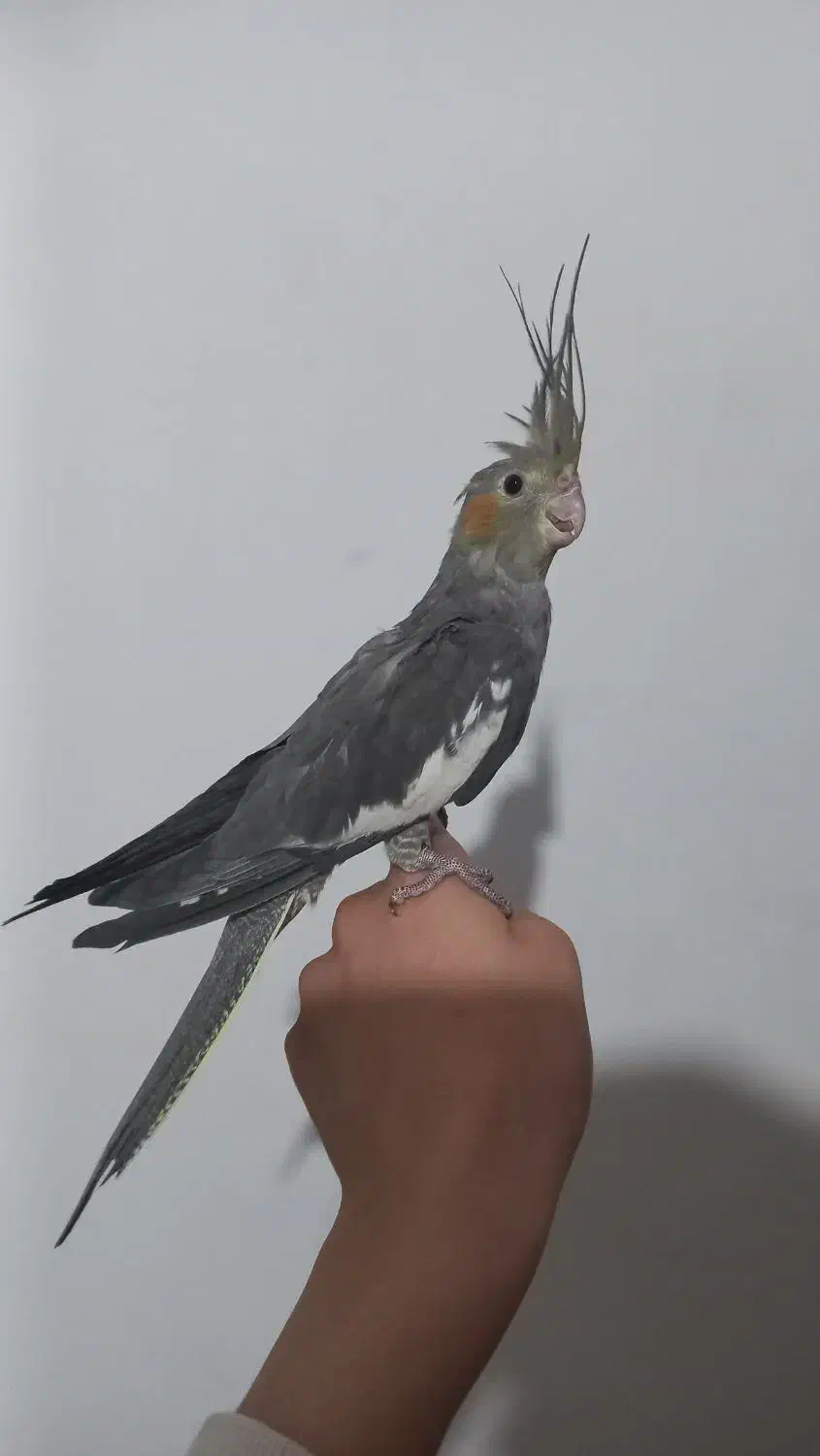 عروس هلندی|پرنده|نقده, |دیوار