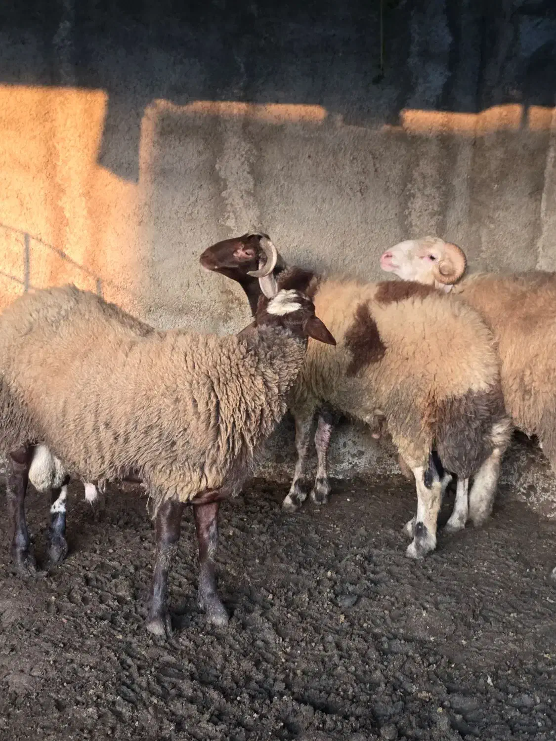 دام گوسفندی|حیوانات مزرعه|سورک, |دیوار