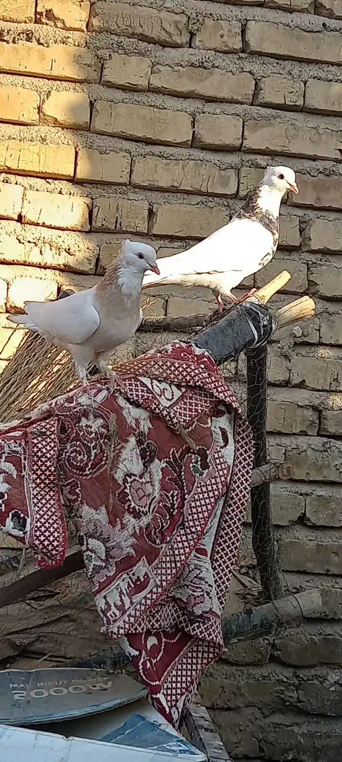 کفتر طوقی|پرنده|جهرم, |دیوار