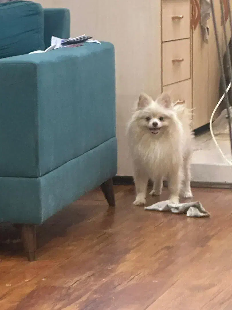 سگ پامر|سگ|تهران, علم و صنعت|دیوار