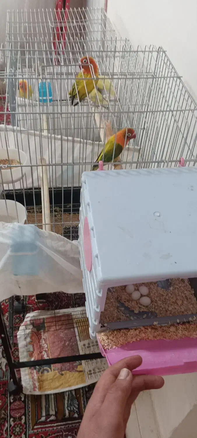 جفت برزیلی یووینگ مولد|پرنده|پاکدشت, خاتون آباد|دیوار