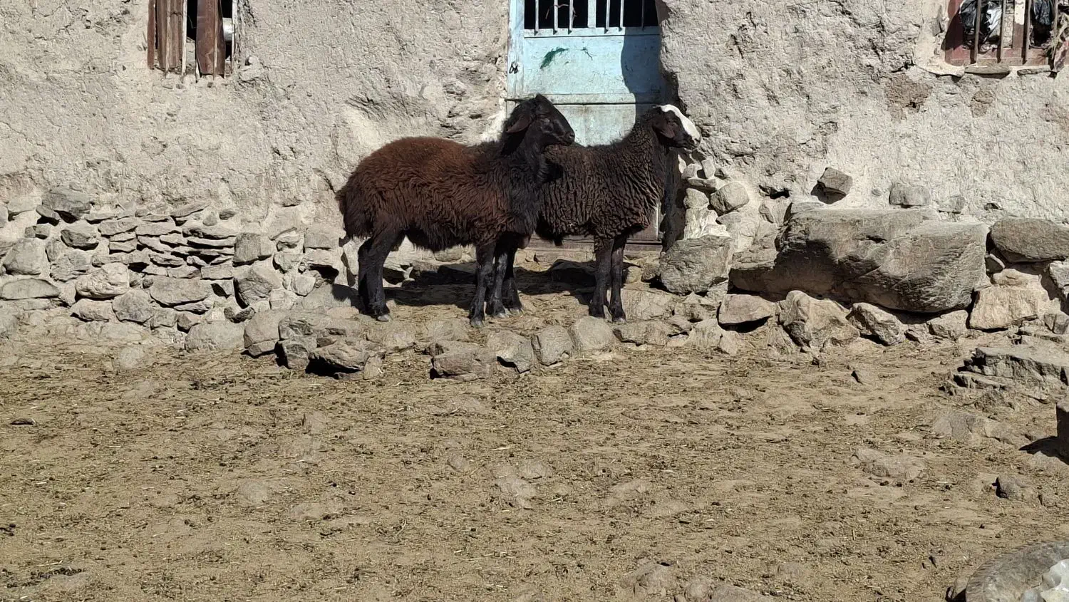 بره نر هترو بالا ۷۰ کیلو|حیوانات مزرعه|سرولایت, |دیوار