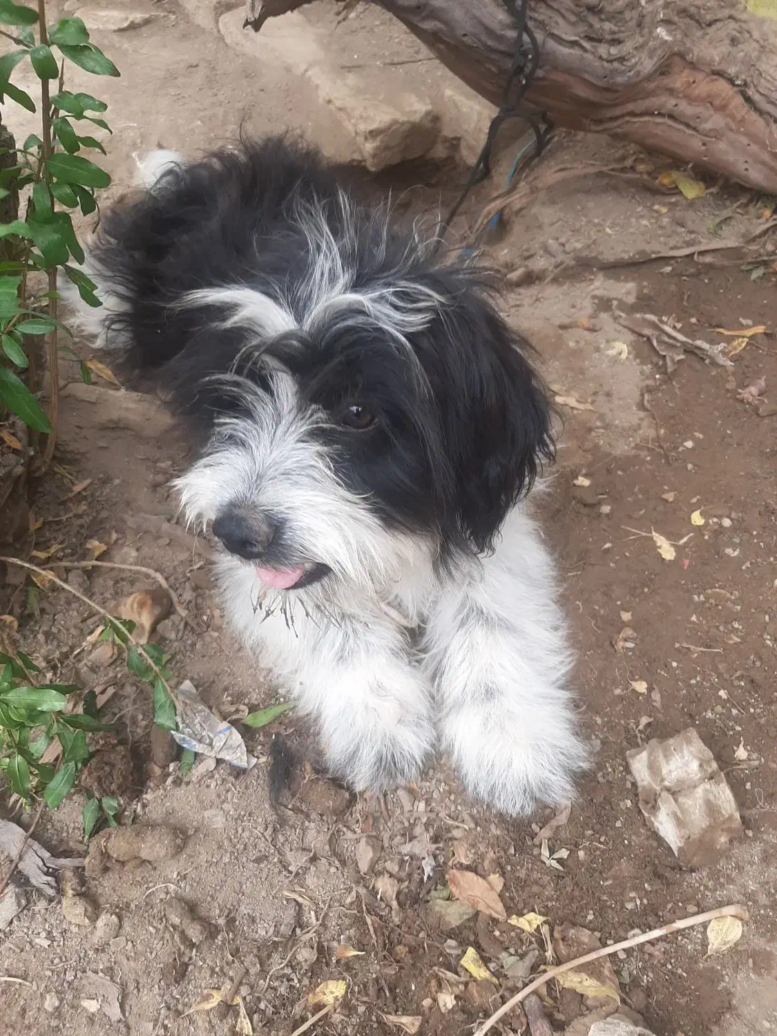 حیوانات خانگی|سگ|بافت, |دیوار