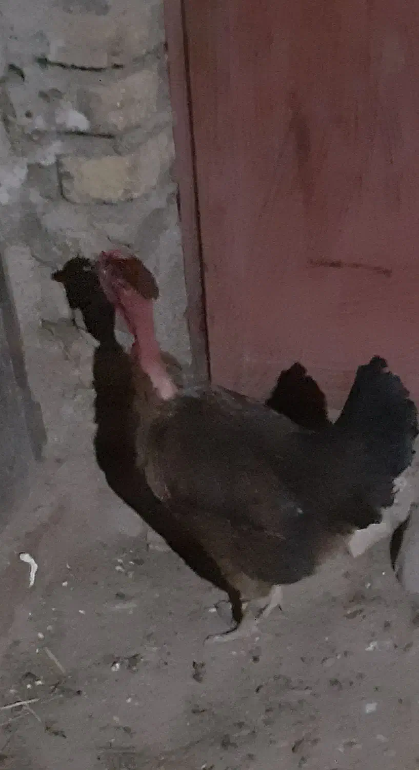 یک جفت مرغ وخروس|حیوانات مزرعه|خواجه, |دیوار