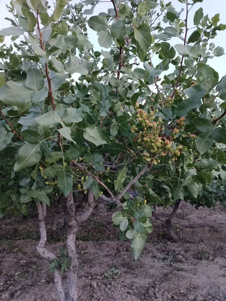 فروش باغ ۵۰۰۰متری انگور ،پسته|فروش زمین و ملک کلنگی|نوشین شهر, |دیوار