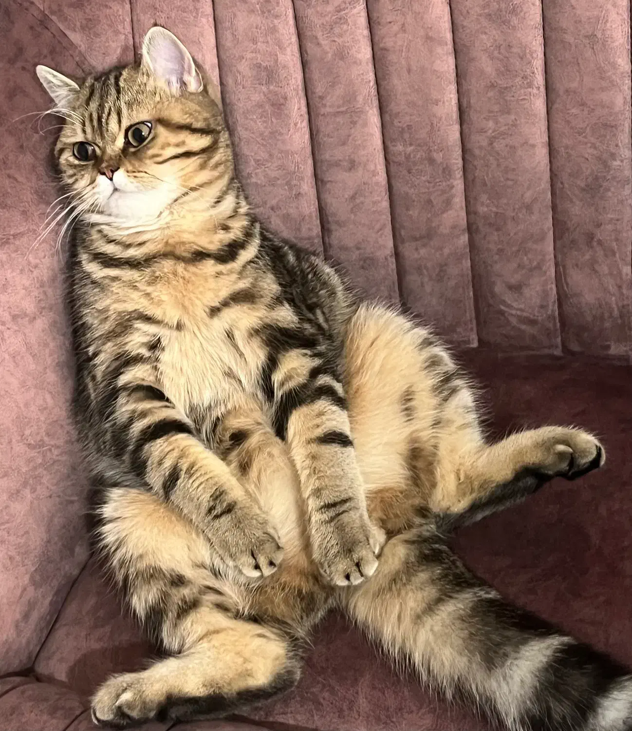 واگذاری گربه|گربه|بروجرد, |دیوار