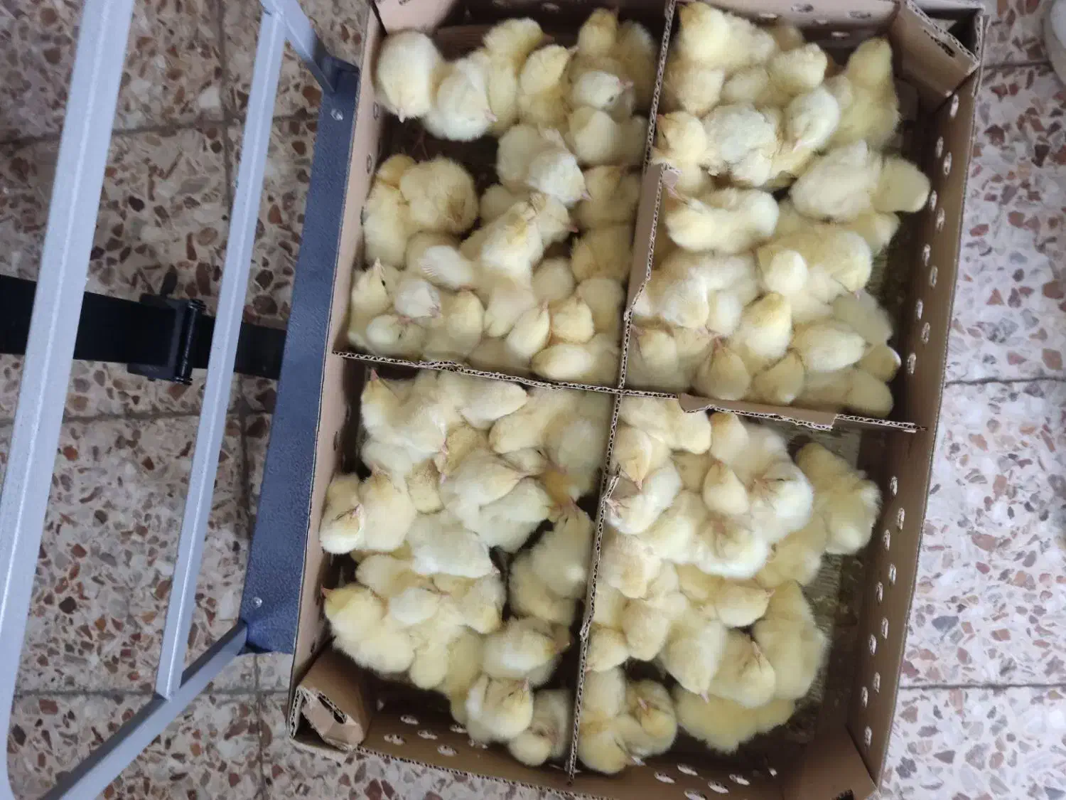 جوجه گوشتی راس|حیوانات مزرعه|گالیکش, |دیوار