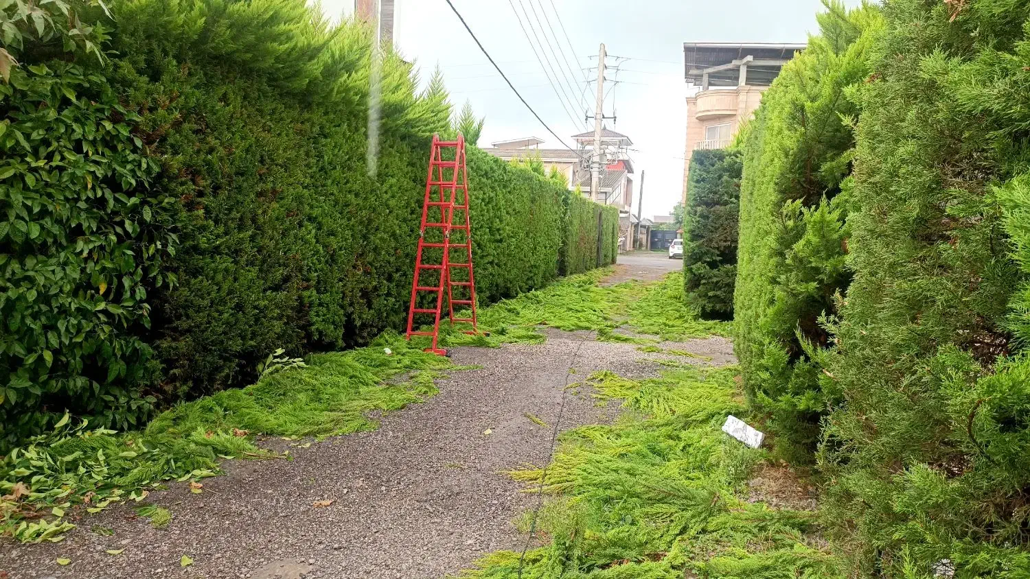 باغبانی و باغچه سازی|خدمات باغبانی و درختکاری|آمل, |دیوار