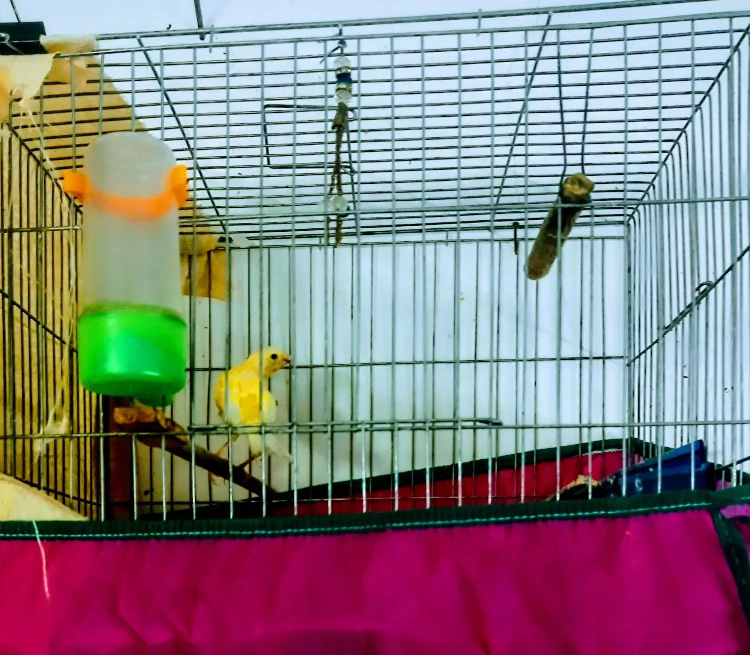 قناری سهره|پرنده|تهران, بهارستان|دیوار