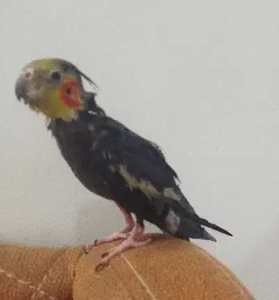 عروس هلندی گمشده،به یابنده مژدگانی داده میشود|حیوانات|نیشابور, شهرک بسیج|دیوار