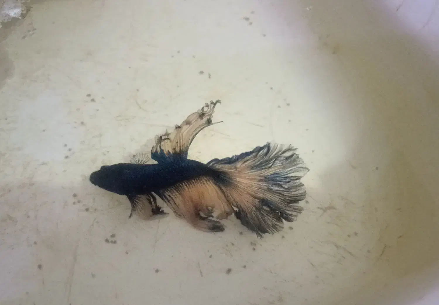 ماهی فایتر نر|ماهی|مشهد, امیریه|دیوار