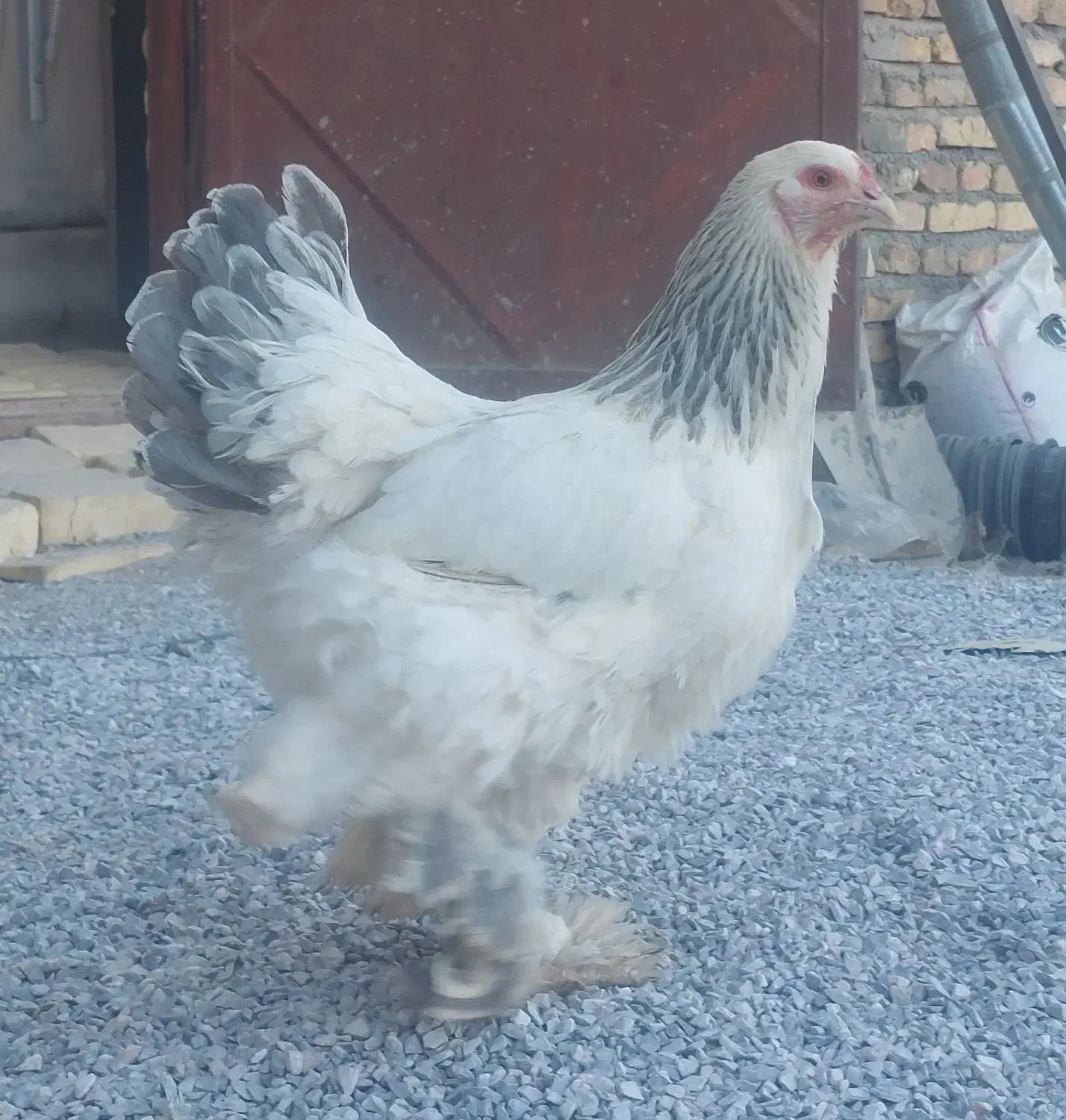 تخم نطفه دار برهما اصیل|حیوانات مزرعه|یزد, |دیوار