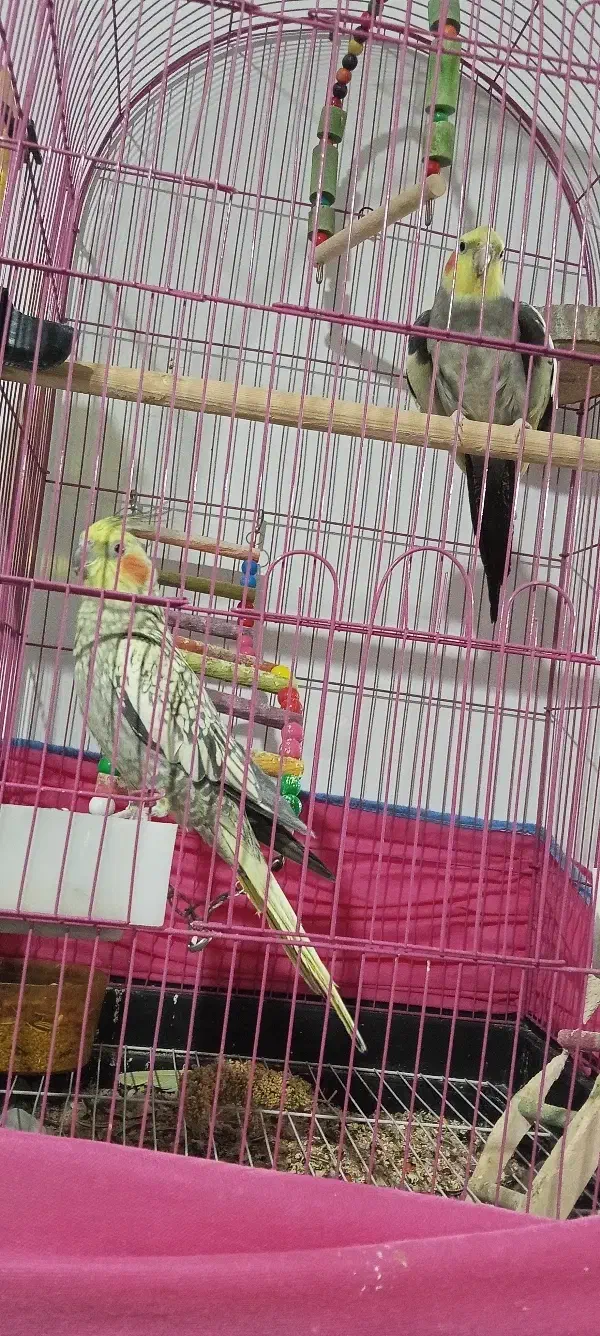 یک جفت عروس هلندی سخنگو|پرنده|بروجرد, |دیوار