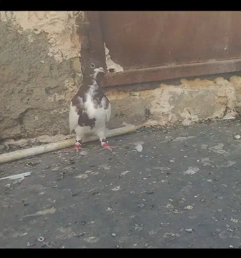 گم شده|پرنده|تربت‌حیدریه, قائم|دیوار