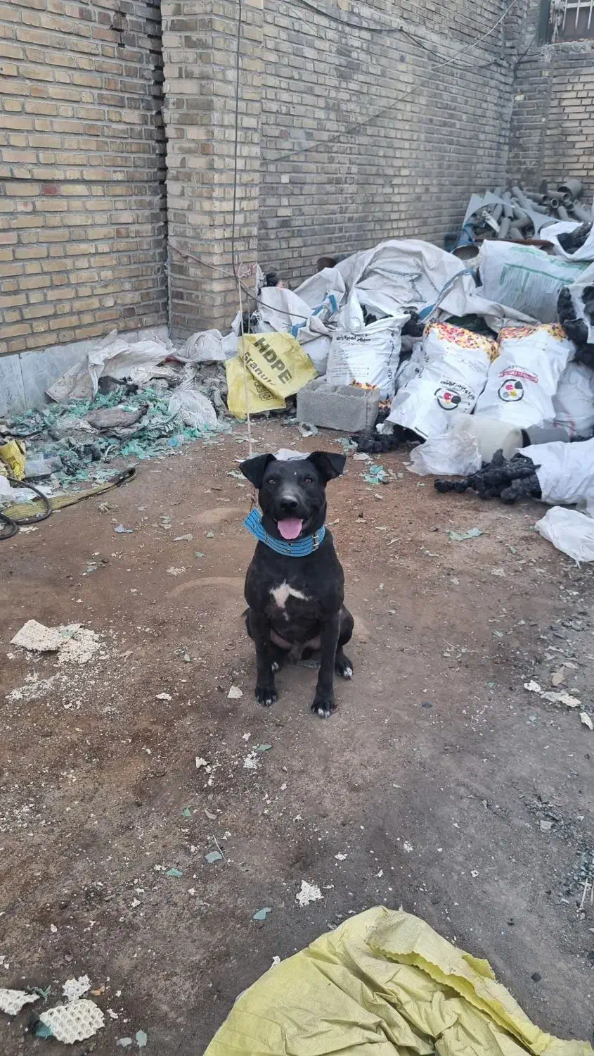 سگ پیتبول نگهبان|سگ|رباط‌کریم, الارد|دیوار