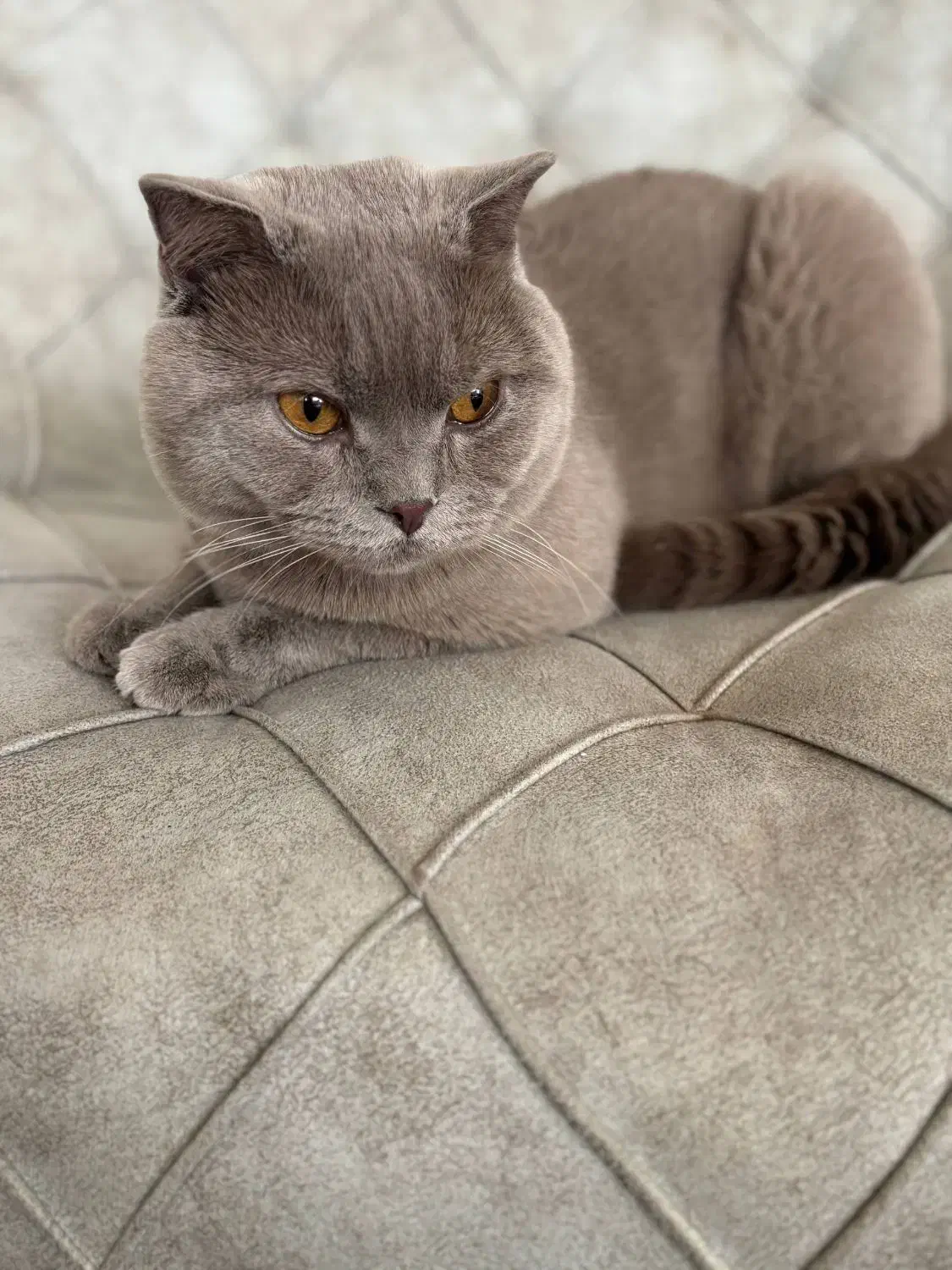 جفتگیری گربه اسکاتیش آنفولد نر|گربه|نیشابور, شریعتی|دیوار