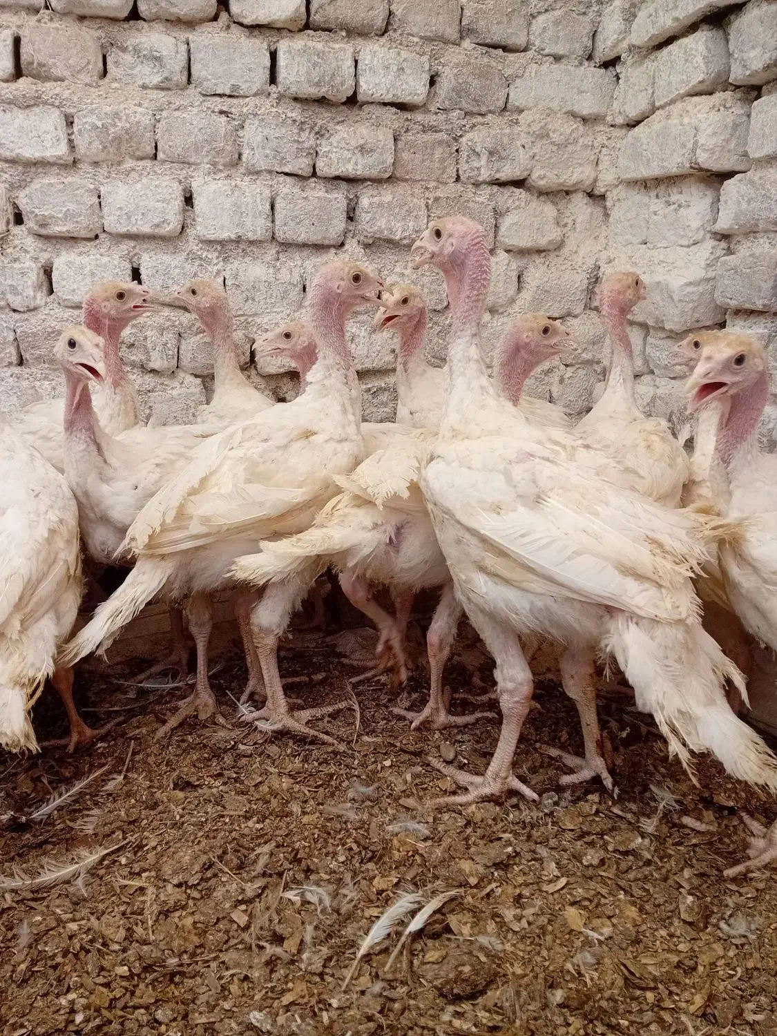 نیمچه بوقلمون وزن ۳ کیلو|حیوانات مزرعه|اسفراین, |دیوار