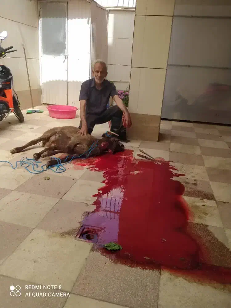 خریدوکشتن|حیوانات مزرعه|اصفهان, شاهد|دیوار