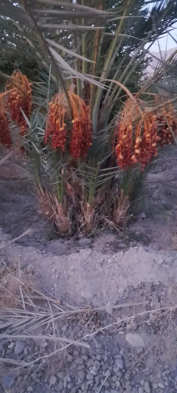 فروش پاجوش نخل ۸ کیلو ب بالا رسیده درجه ۱|خدمات باغبانی و درختکاری|قیروکارزین, |دیوار