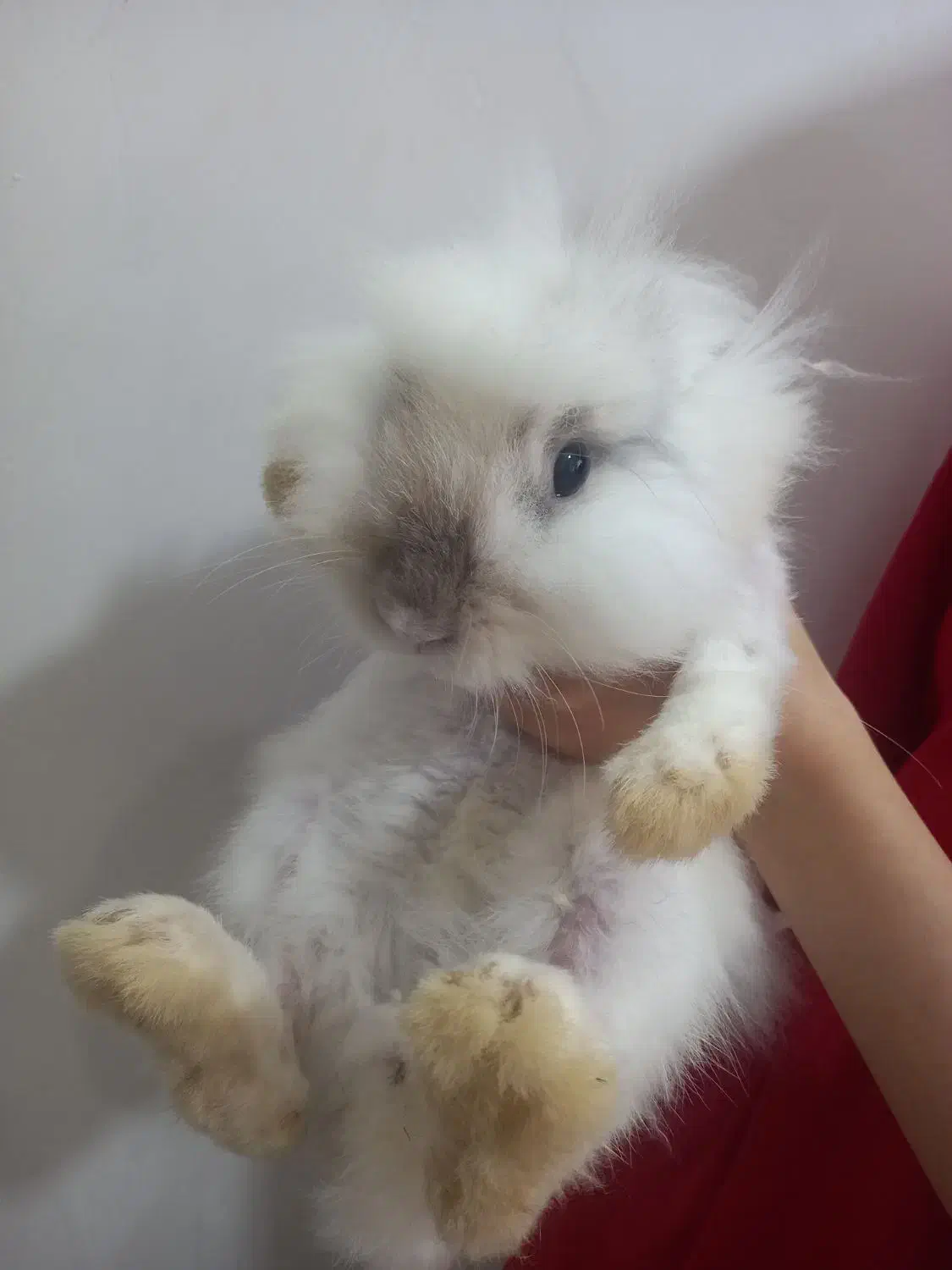 خرگوش لوپ ماده|موش و خرگوش|ساری, |دیوار