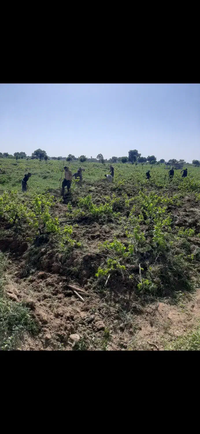 باغ انگور و درختان میوه|فروش دفتر صنعتی، کشاورزی، تجاری|تاکستان, |دیوار