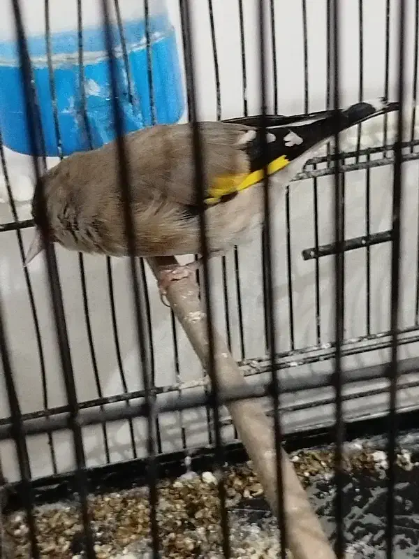 سهره|پرنده|ورامین, ورامین|دیوار