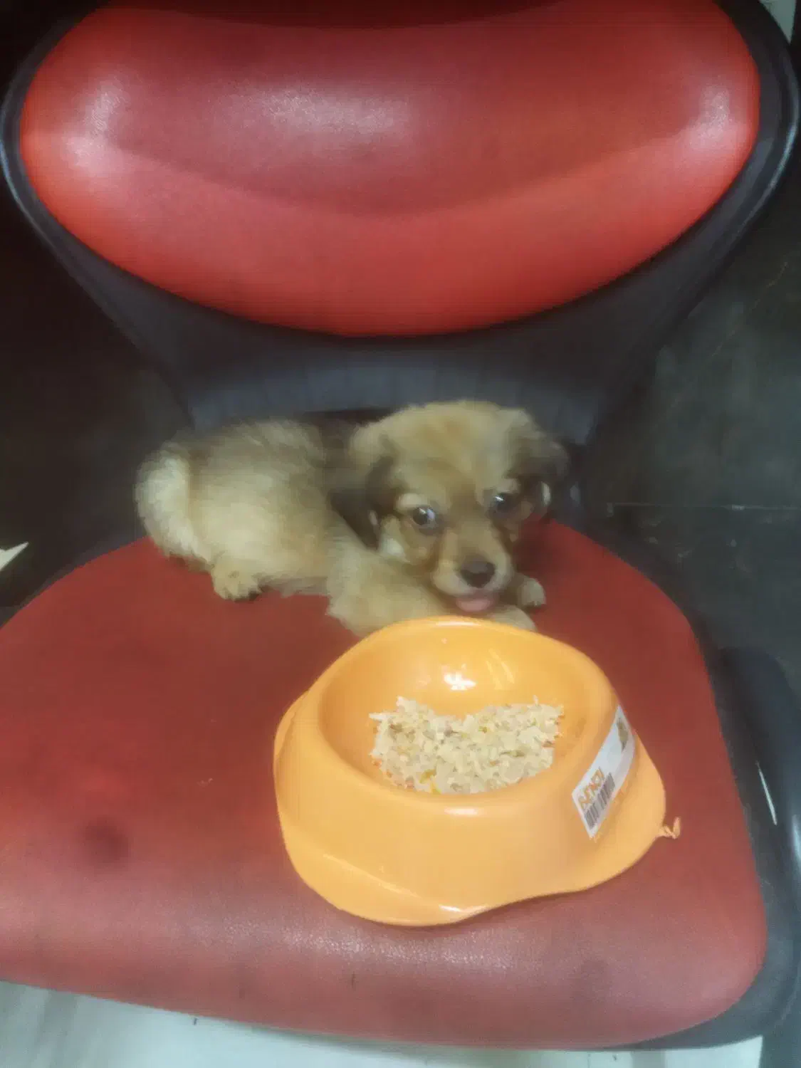 توله سگ ۲ماهه نژاد پودل|سگ|ری, دیلمان|دیوار