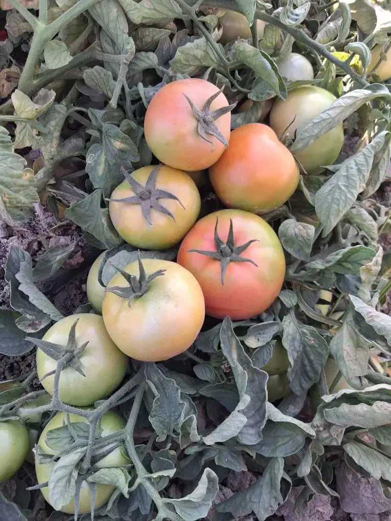 اجاره زمین کشاورزی|اجارهٔ دفتر صنعتی، کشاورزی، تجاری|درودزن, |دیوار