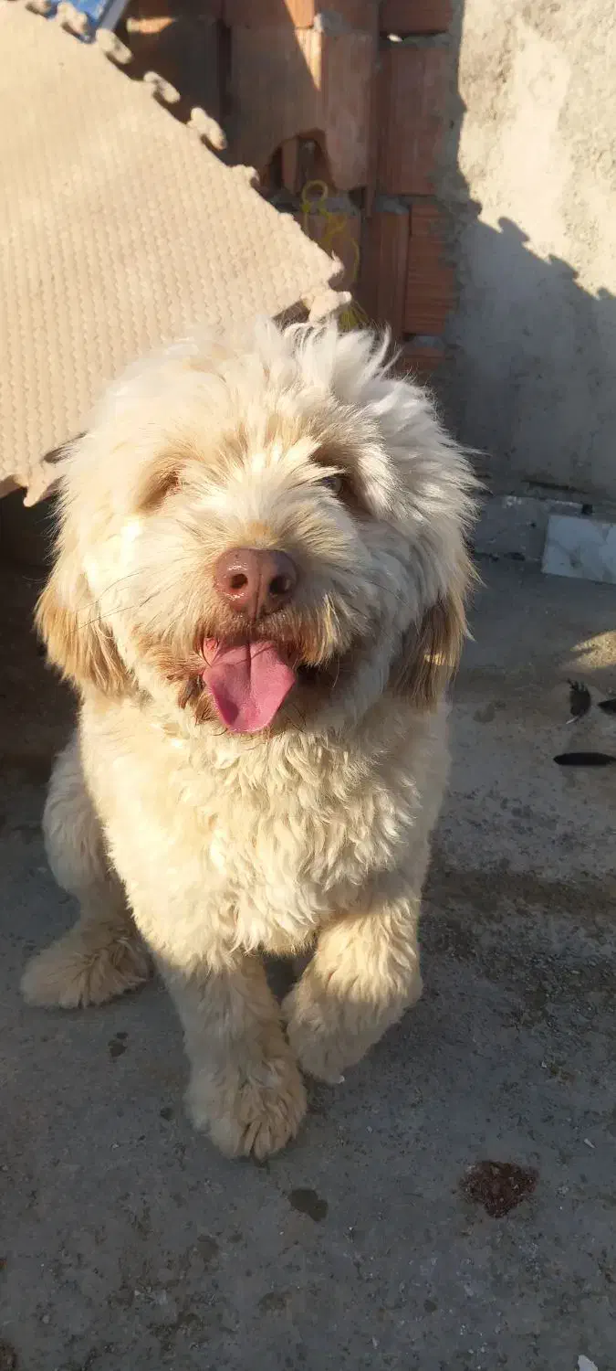 برفی شیتزو|سگ|گرگان, |دیوار