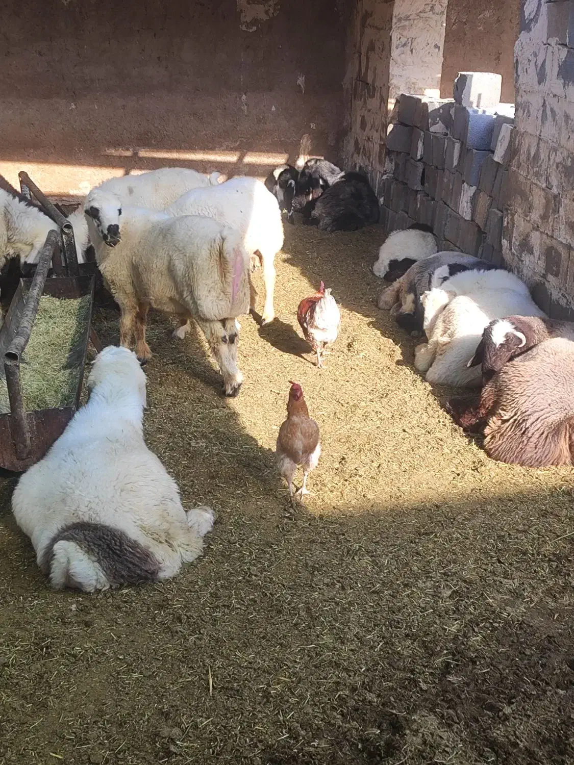 بره نره|حیوانات مزرعه|شیراز, گلستان|دیوار