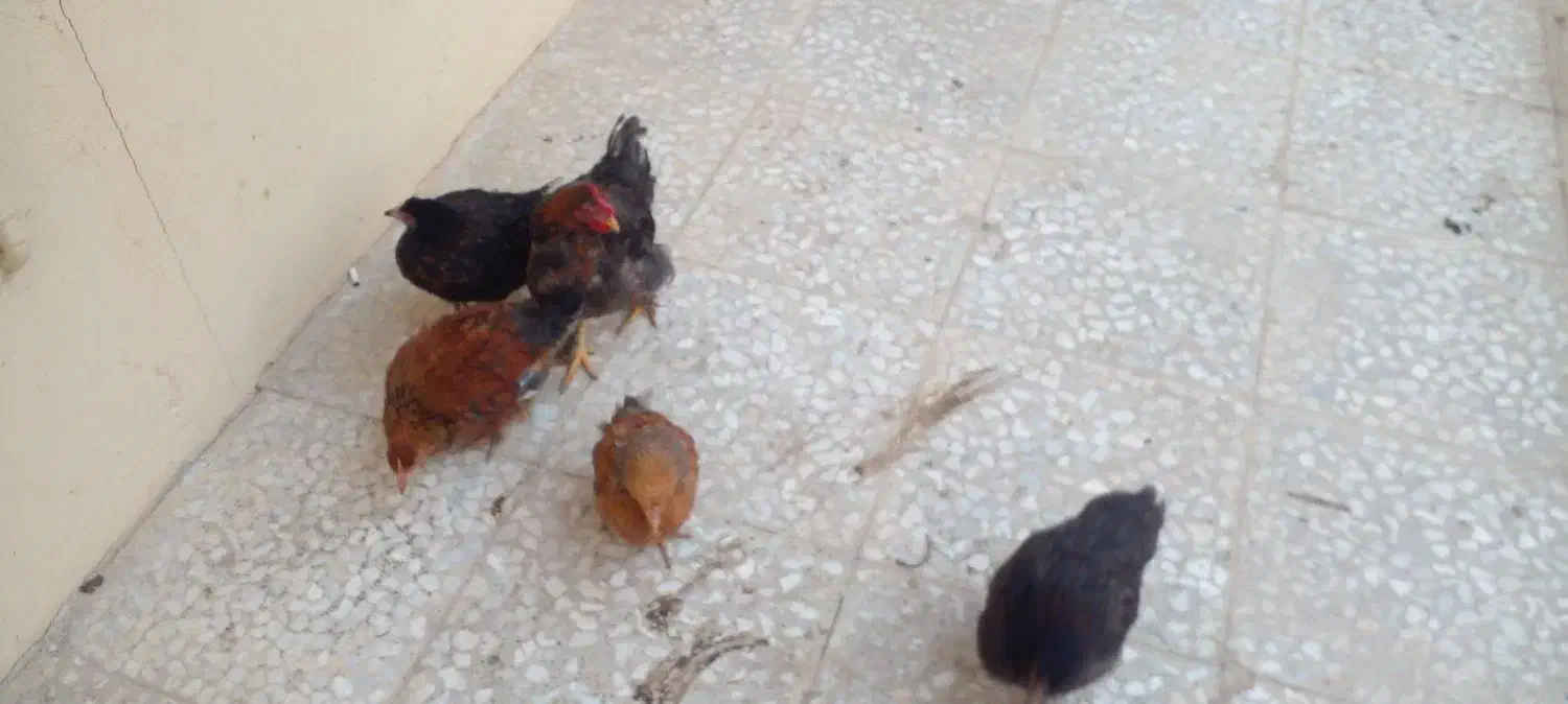 مرغ و خروس و نیمچه|حیوانات مزرعه|کرج, حسین آباد (اکبر آباد)|دیوار