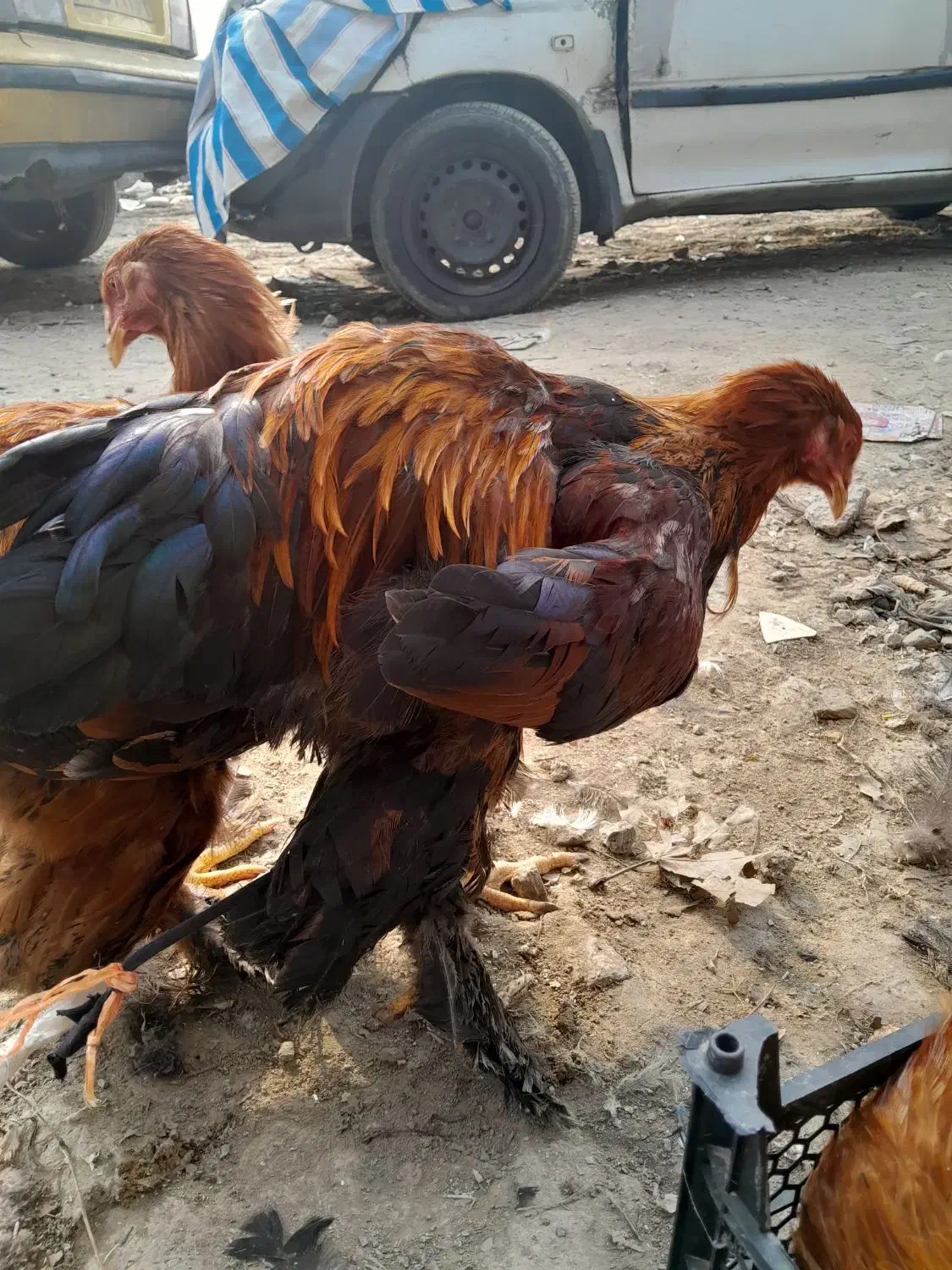 خروس امپراطور برهما|حیوانات مزرعه|هادی شهر, |دیوار