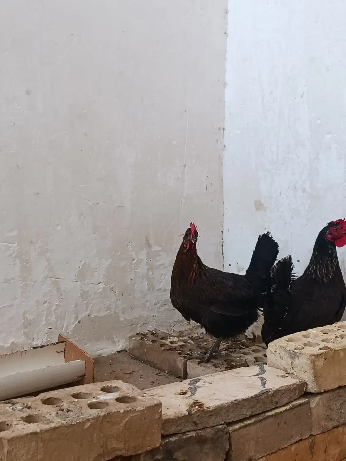 مرغ سیاه در حمیدیه|حیوانات مزرعه|اهواز, امانیه|دیوار