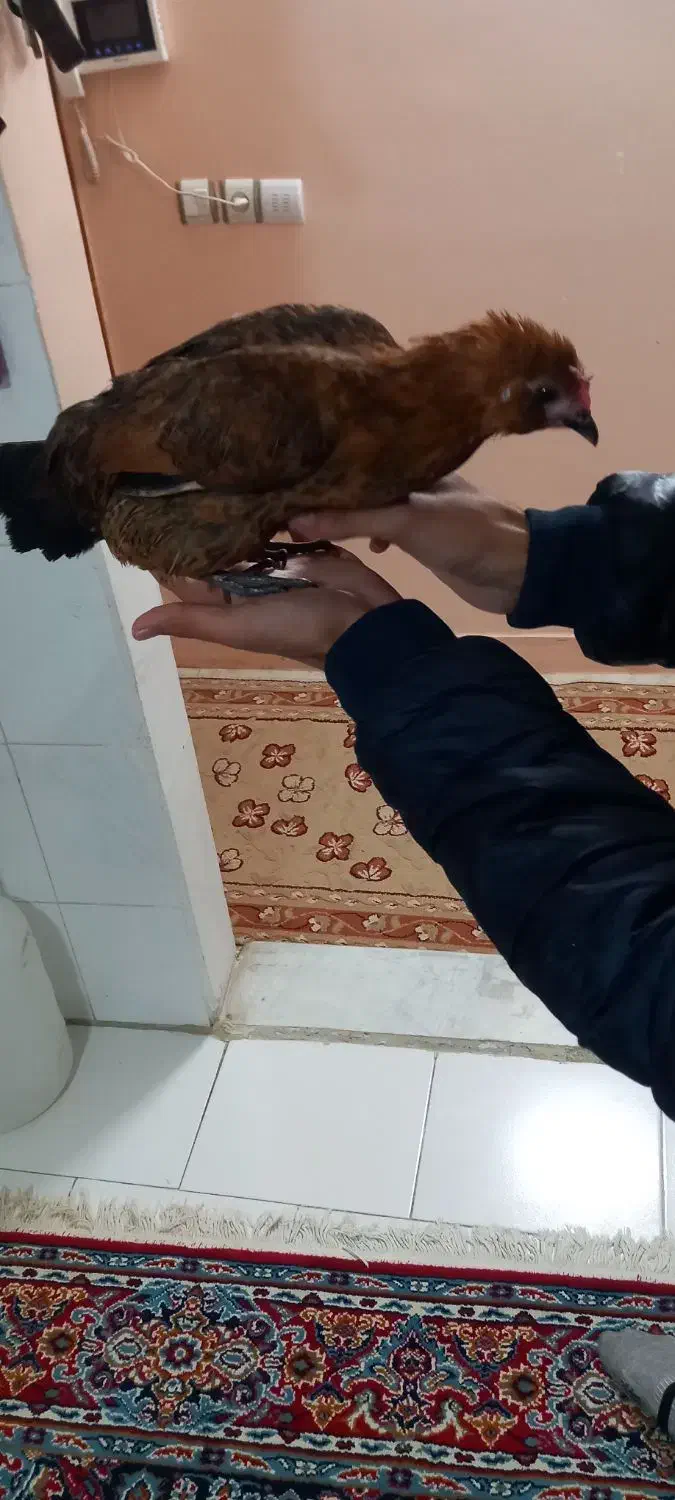 مرغ مینیاتوری|حیوانات مزرعه|گرگان, |دیوار