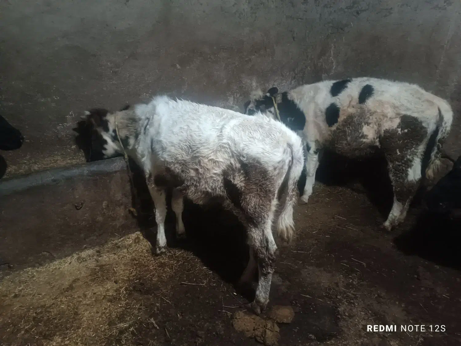 گوساله گاو|حیوانات مزرعه|اردبیل, |دیوار