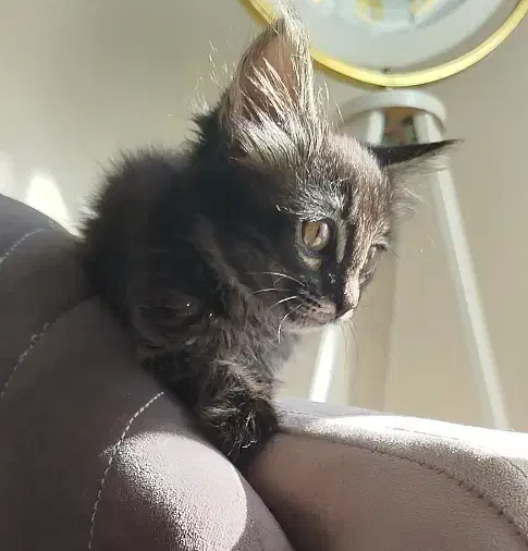 بچه بریتیش|گربه|ساری, |دیوار