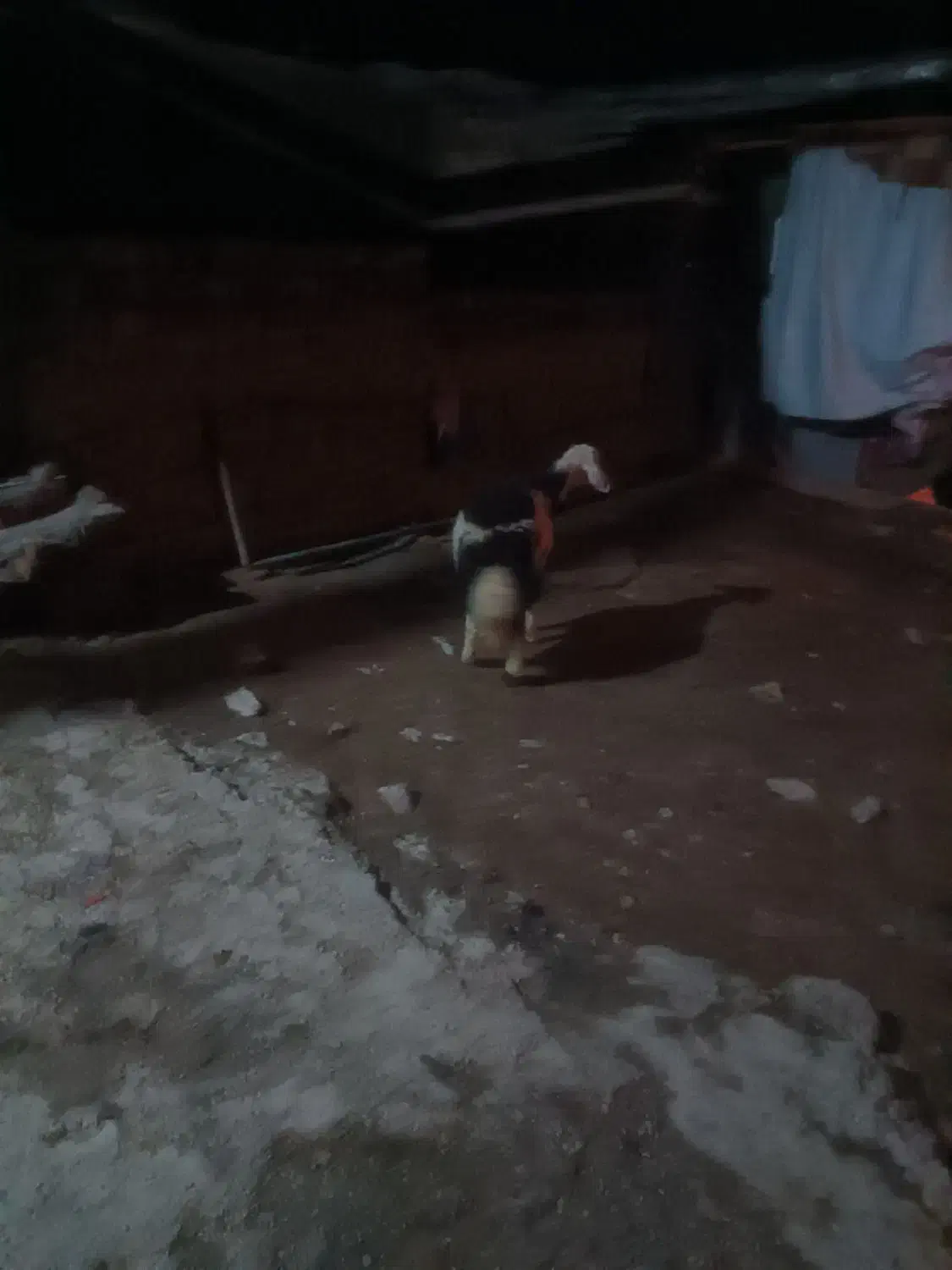 قورچ|حیوانات مزرعه|بیرانوند, |دیوار