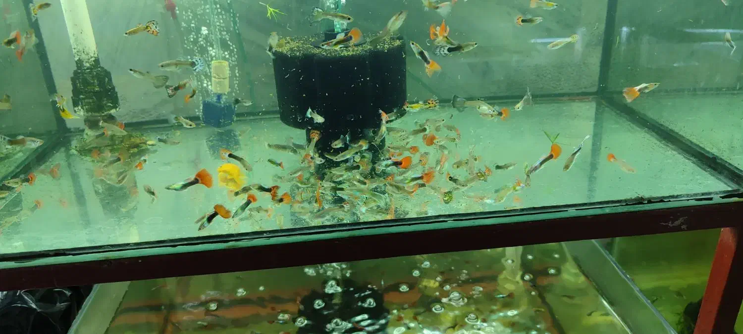 گوپی مولد و بچه ماهی|ماهی|پاکدشت, پاکدشت (مامازند)|دیوار