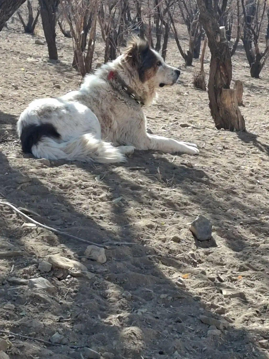 سگ گله|سگ|لاران, |دیوار