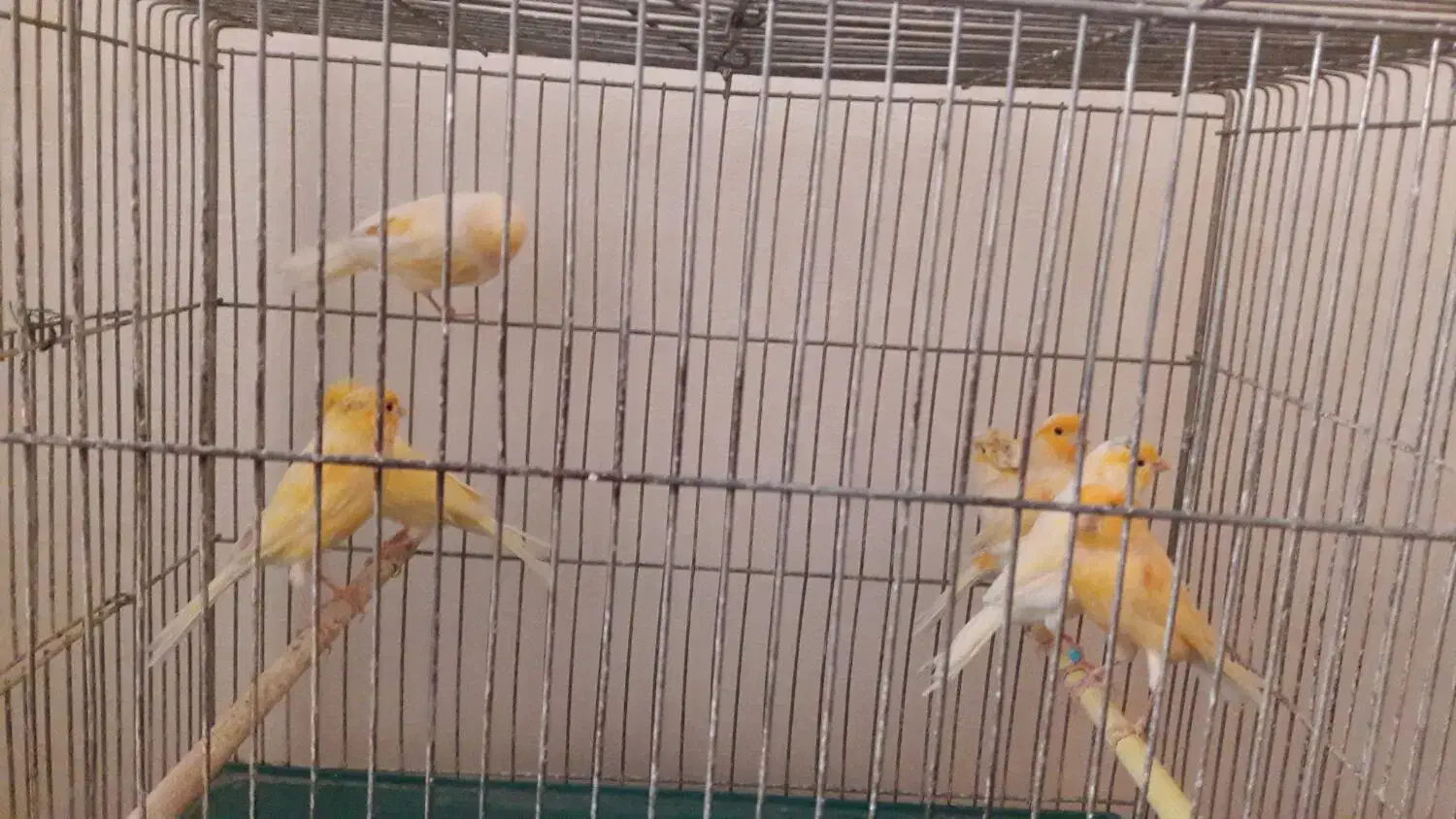 قناری پرتقالی نر مست و بخون|پرنده|اصفهان, قلعه طبره|دیوار