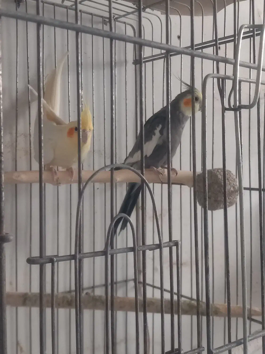 عروس هلندی|پرنده|کاشان, گریه|دیوار