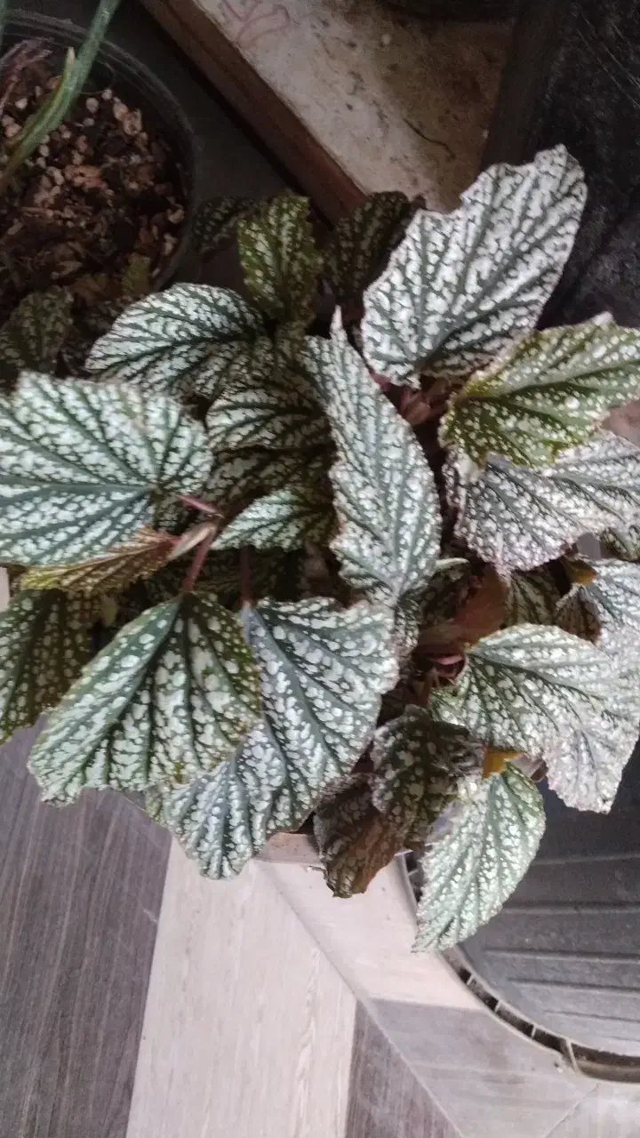 گل طبیعی پاندانوس|گل و گیاه طبیعی|شاهین دژ, |دیوار