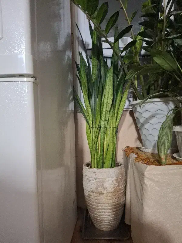 گل طبیعی|گل و گیاه طبیعی|کرج, حصارک بالا|دیوار