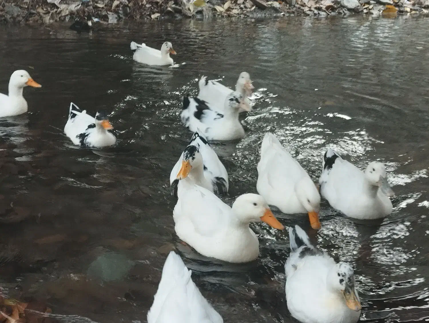 اردک محلی|حیوانات مزرعه|فشم, |دیوار